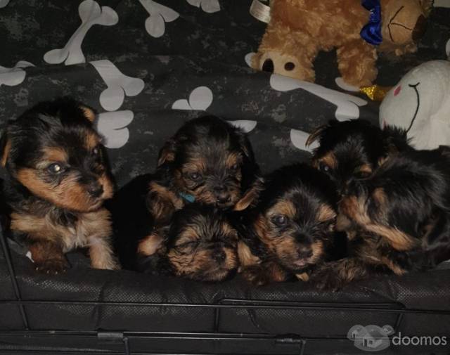 Lindos cachorros Yorkie