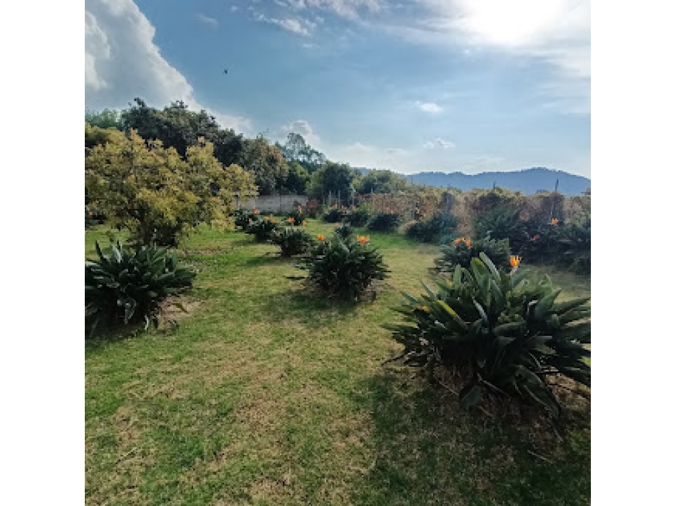 TERRENO CON HUERTO AGUACATE Y FLOR DE PARAISO