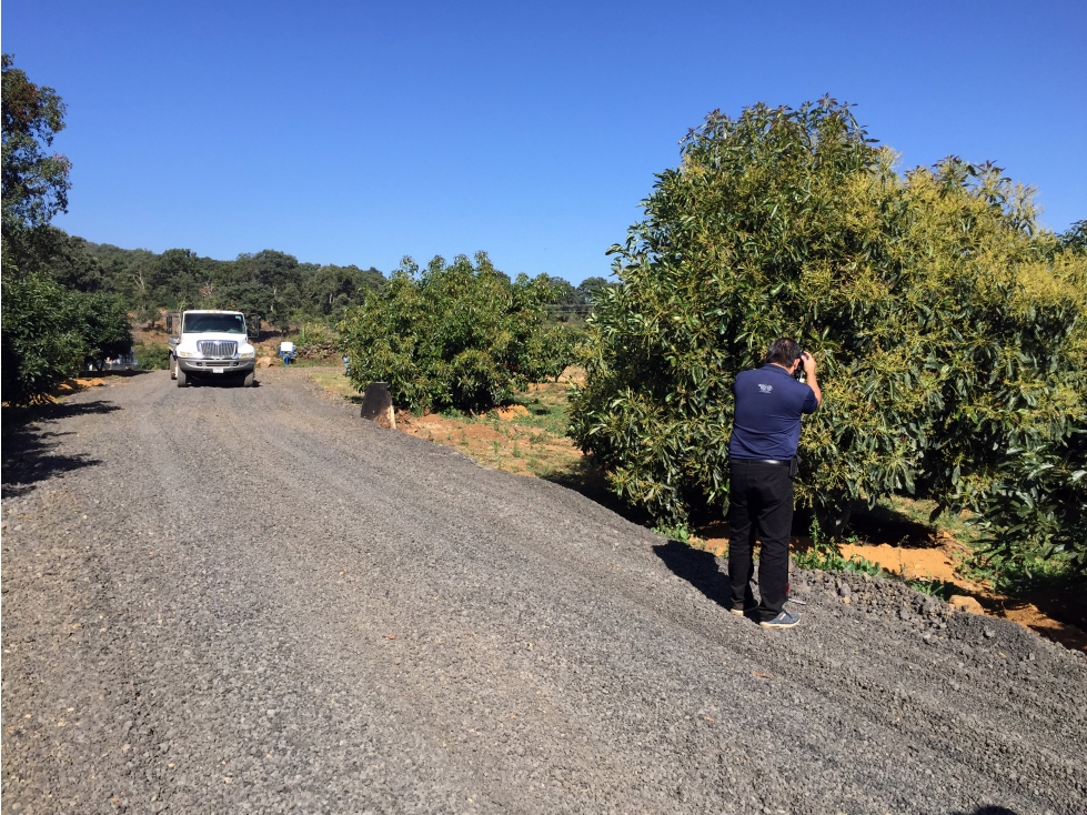 HUERTA DE AGUACATE EN ZACAPU, MICHOACAN