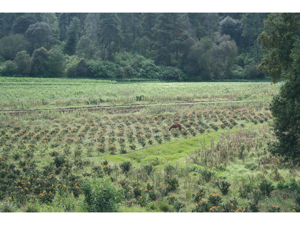 RANCHO LA ESPERANZA