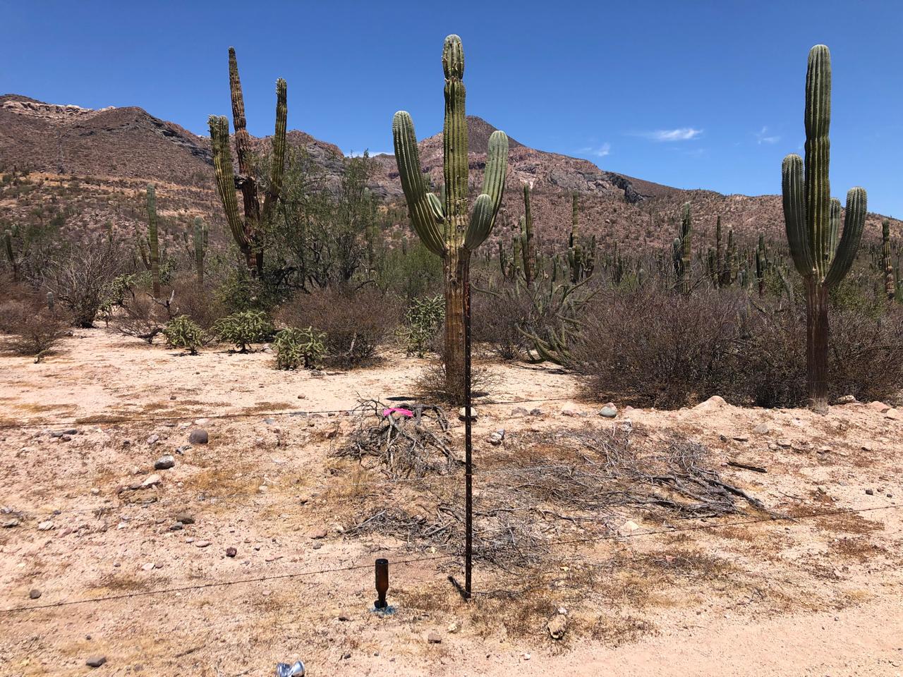 TERRENO EN VENTA CARRETERA A EL SALTITO