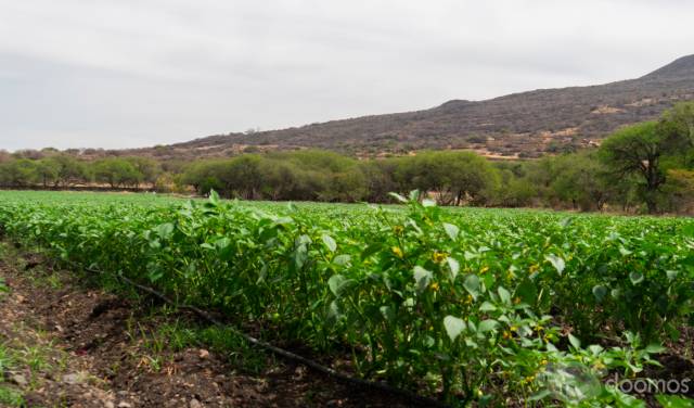 VENTA DE 45 HECTÁREAS EN  GTO YURIRIA  / AGUA,LUZ, PEGADAS AL PUEBLO MÁGICO