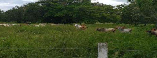 Terreno de Rancho en Ozuluama Veracruz