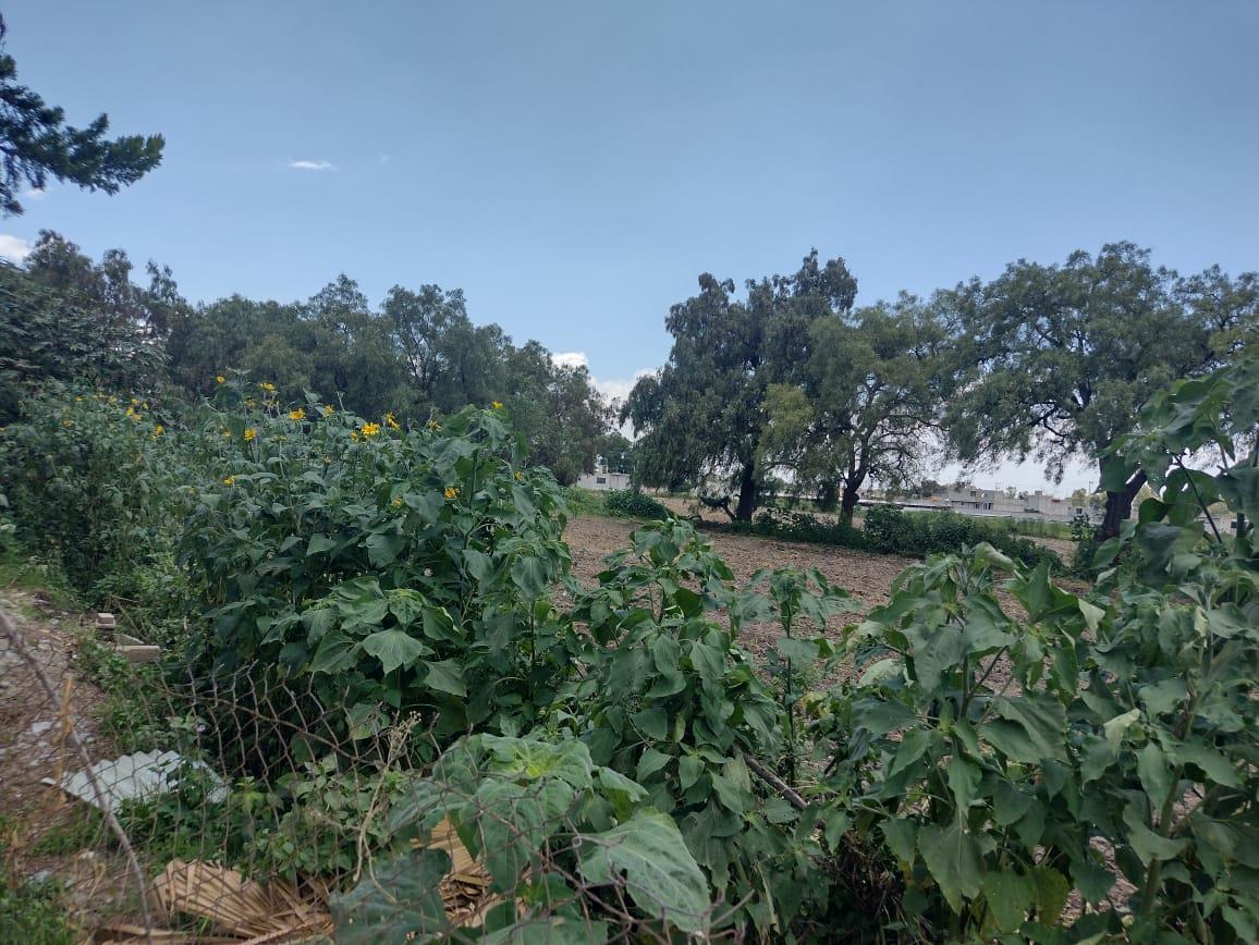 TERRENO LAS ANIMAS OZUMBILLA