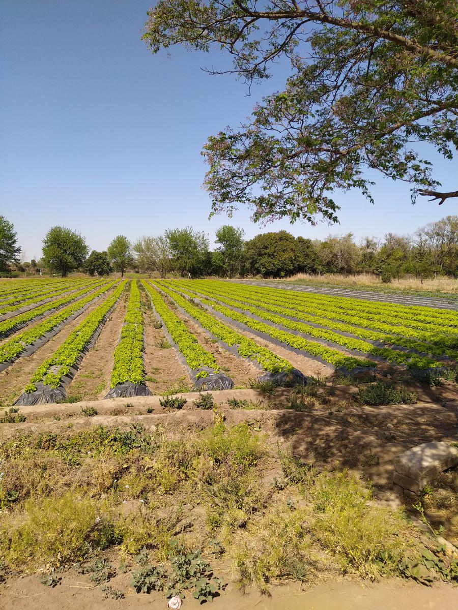 Campo de 8 Hectareas en Alquiler. Especial para Agricultura Fruti-Horticola.