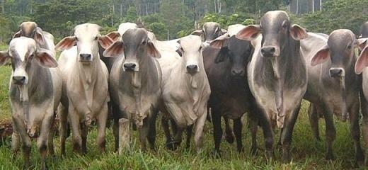 Rancho de 272 Has. en Palizada, Campeche para uso Agrícola, Ganadero y Forestal