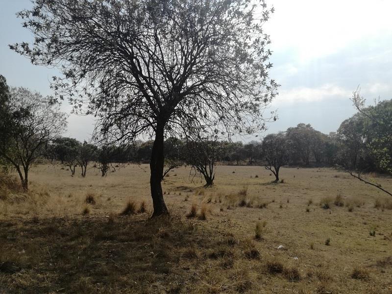 Terreno -  TLAXCALA, Ciudad Industrial  Xicohtencatl