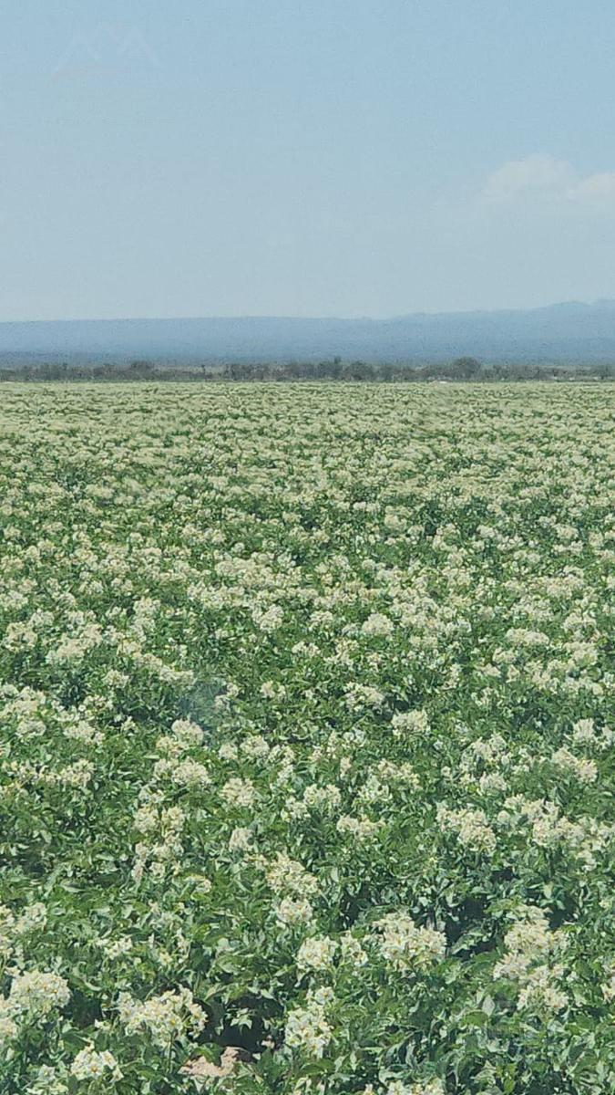 Terreno en venta de 7800 hectareas Horticola y agricola Aramberri Nuevo León.