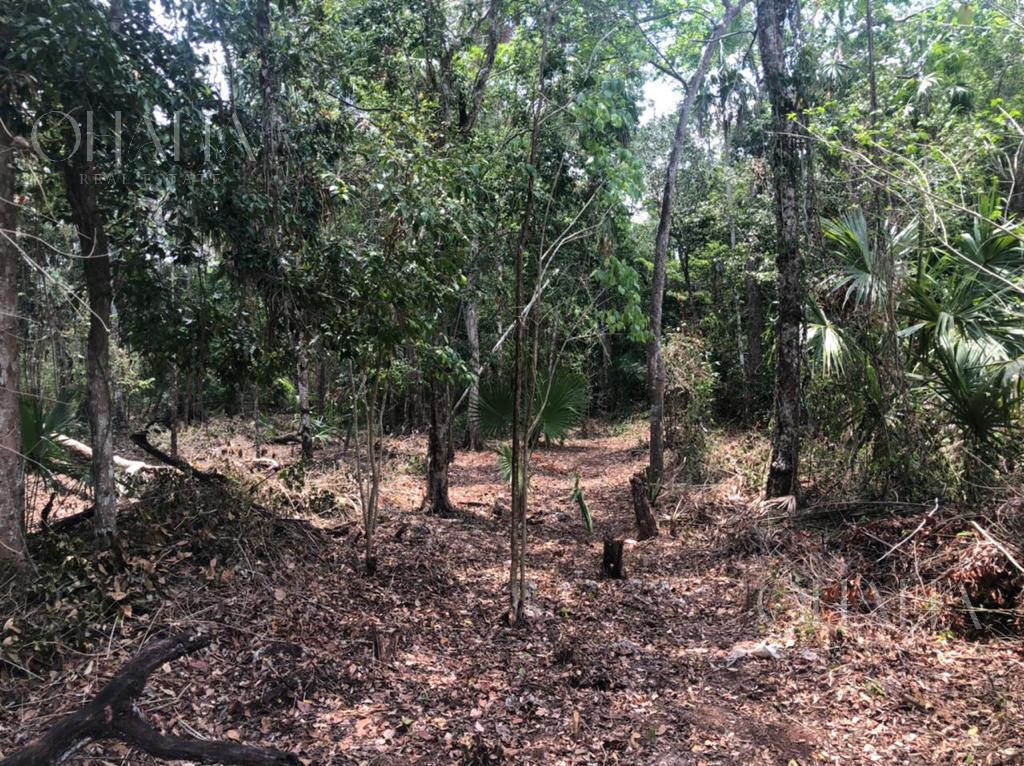 Terreno en  Vebra en ruta de los cenotes