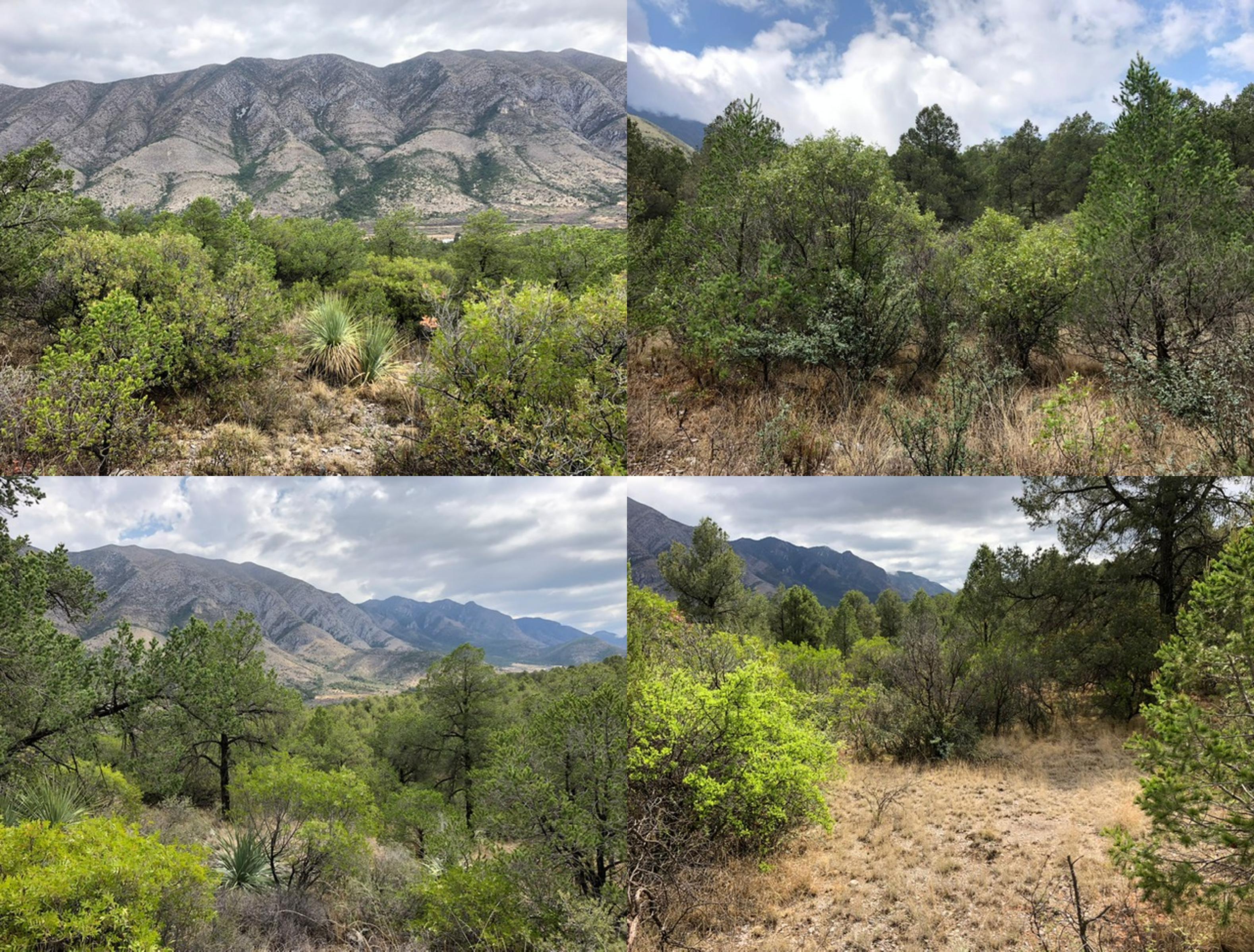 Terreno en venta Ejido Carbonera Sierra de Arteaga